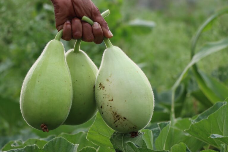 Surprisingly Health Benefits of bottle gourd (Calabash)
