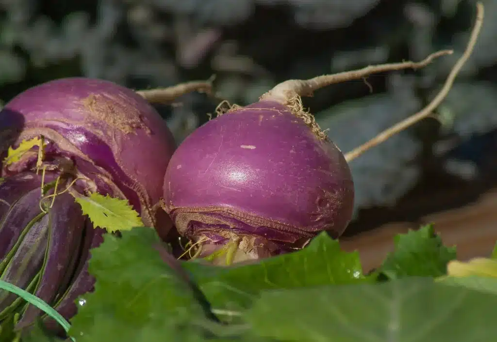 Two turnips on the farm