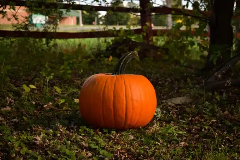 Surprisingly Health Benefits of Pumpkin