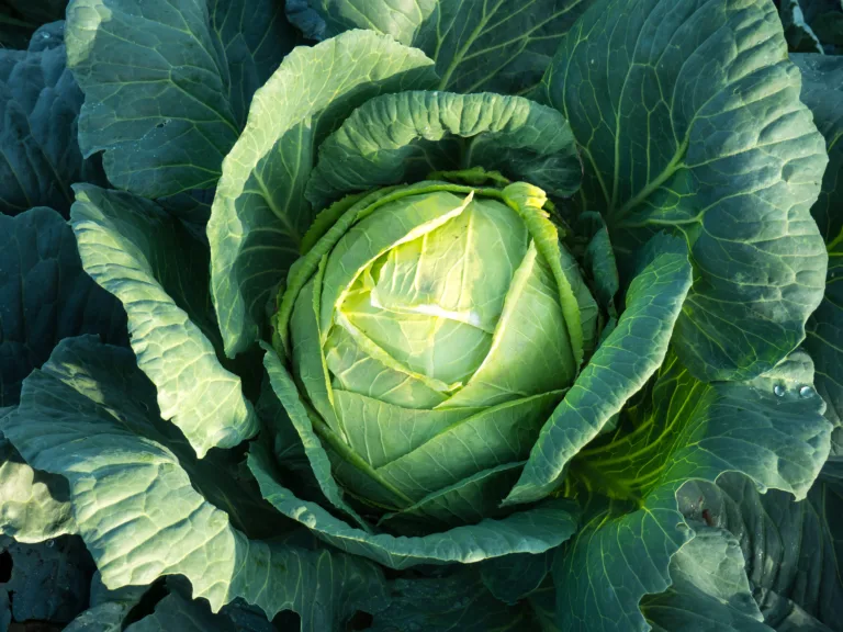 Surprisingly Health Benefits of Cabbage