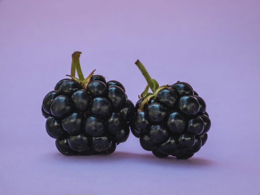 two blackberry on a light purple background