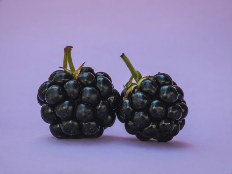 two blackberry on a light purple background